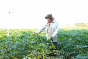 Nông dân (Dương Minh Châu, Tây Ninh) trồng sắn. Ảnh: Lâm Ngọc