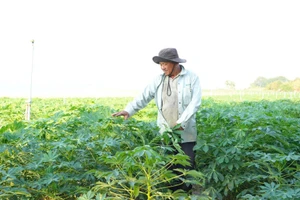 Nông dân (Dương Minh Châu, Tây Ninh) trồng sắn. Ảnh: Lâm Ngọc