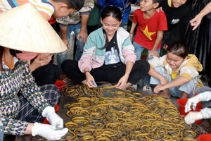 Học sinh trải nghiệm cách sơ chế lươn đồng tại địa bàn xóm Phan Thanh (Nghệ An).