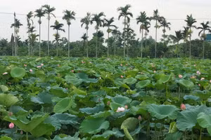 Đầm sen tỏa hương. Ảnh minh họa: Bình Thanh.