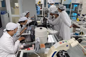 Nhà khoa học nghiên cứu tại phòng thí nghiệm tế bào gốc, Viện Tế bào gốc (Trường Đại học Khoa học Tự nhiên, Đại học Quốc gia TPHCM). Ảnh: Hà An