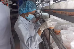 Khu vực nuôi cấy đông trùng hạ thảo tại phòng thực nghiệm Trường Đại học Thủ Dầu Một. Ảnh: Hà An