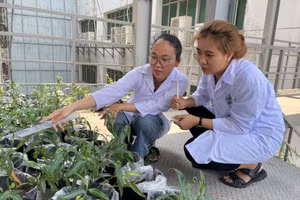 Kỹ sư Trần Thị Vững (phải) và khu vực nuôi trồng thực vật có khả năng hấp thu kim loại tại phòng lab Trường Đại học Công nghiệp TPHCM. Ảnh: Hà An