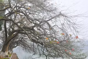 Mỗi khi mùa Đông tới là cây cối lại phải oằn mình trước những cơn gió buốt. Ảnh: ITN