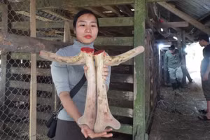 Nhờ áp dụng kỹ thuật chăn nuôi tốt nên hươu ở Hương Sơn cho ra những cặp nhung chất lượng. Ảnh: Sỹ Thông 