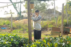 Nguyễn Ngọc Bảo Đơn lắp thiết bị thử nghiệm đo dinh dưỡng tại vườn ươm. Ảnh: TT