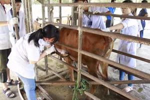 Sinh viên ngành Thú y - Trường Đại học Nông Lâm TPHCM thực tập khám bệnh cho bò. Ảnh: NTCC