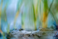 Mangrov-Photography-Awards-2024-10.jpg