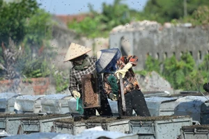 Mô hình nuôi ong lấy mật cạnh tán rừng ngập mặn.