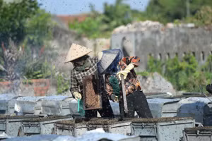 Mô hình nuôi ong lấy mật cạnh tán rừng ngập mặn.