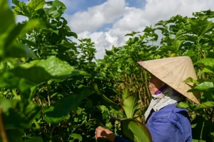 Nghề nuôi tằm, ươm tơ ở làng Cổ Chất (Ninh Giang, Ninh Bình). 