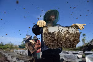 Người thợ nhấc khay mật, giũ ong trước khi đưa vào khu xử lý.