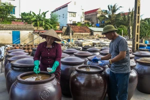 Làng làm nước mắm truyền thống Sa Châu (Giao Hưng, Ninh Bình).