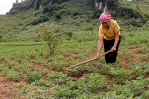 Nhờ triển khai hiệu quả Chương trình MTQG đời sống của đồng bào DTTS huyện Tủa Chùa ngày càng được nâng lên.