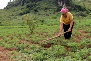 Nhờ triển khai hiệu quả Chương trình MTQG đời sống của đồng bào DTTS huyện Tủa Chùa ngày càng được nâng lên.