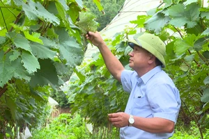 Ông Cà Hải Biên chăm sóc vườn nho Hạ đen.