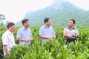 Ông Nguyễn Tiến Đạt - Bí thư Huyện ủy Mường Ảng (thứ 2 từ phải sang) thăm mô hình trà sạch hữu cơ tại bãi Pháy Váng, xã Xuân Lao.