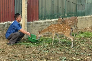 Ông Nguyễn Đình Kiên chăm sóc đàn hươu sao của gia đình.