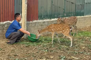 Ông Nguyễn Đình Kiên chăm sóc đàn hươu sao của gia đình.
