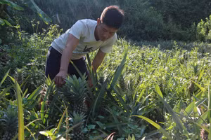 Cây dứa đã làm thay đổi đời sống kinh tế cho bà con dân tộc thiểu số tại xã Mường Chà (Điện Biên). 