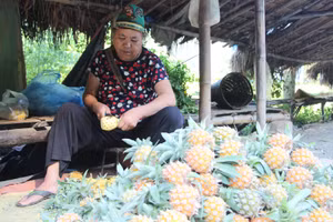 Nhờ Chương trình Mục tiêu quốc gia, nhiều hộ dân tộc thiểu số ở Điện Biên đã từng bước thoát nghèo.