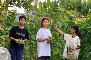 Học sinh trường PT DTNT THPT huyện Mường Ảng thu hoạch rau xanh.