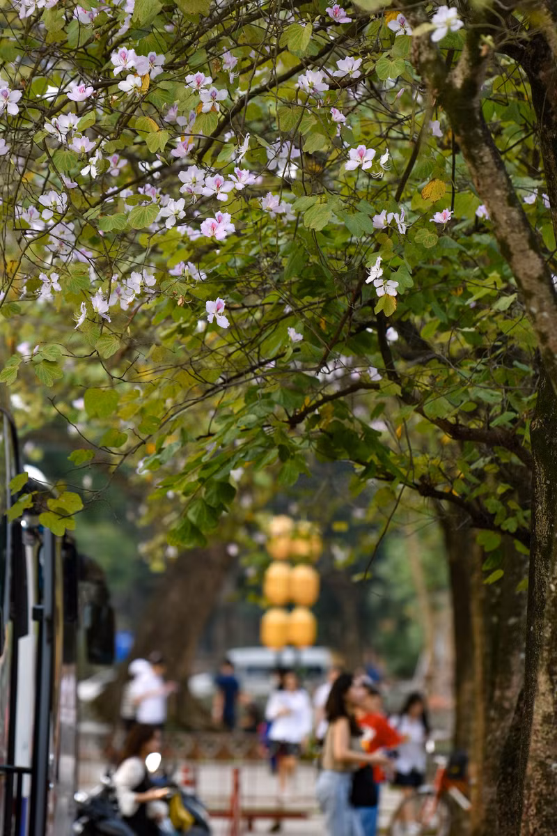Hoa ban khoe sắc tô điểm vẻ đẹp phố phường Hà Nội