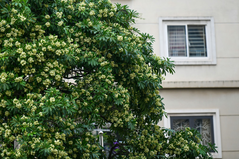 Hà Nội nồng nàn hương hoa sữa