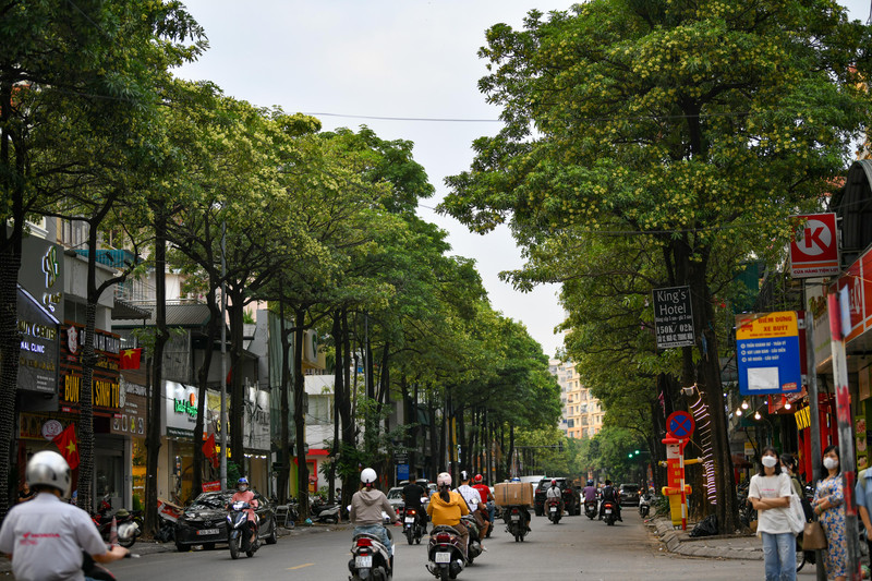 Hà Nội nồng nàn hương hoa sữa