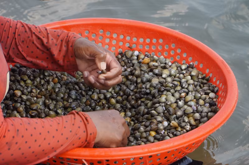 Cào hến mưu sinh ở hồ thủy lợi Đăk Yên