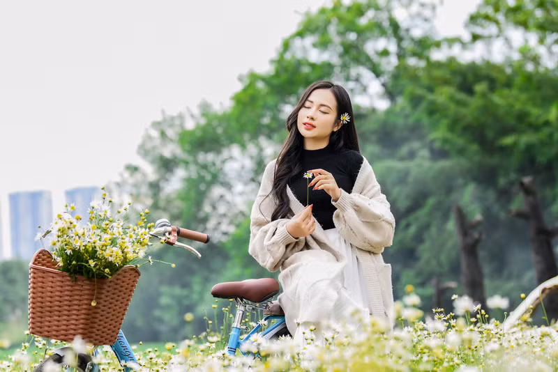 Cúc họa mi bất ngờ nở rộ trước 1 tháng, giới trẻ kéo nhau đến 'check-in'