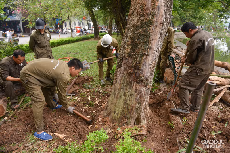Chặt hạ 3 cây sưa đỏ chết khô ven hồ Gươm