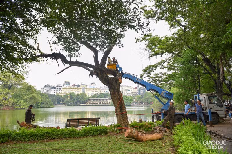 Chặt hạ 3 cây sưa đỏ chết khô ven hồ Gươm