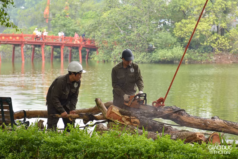 Chặt hạ 3 cây sưa đỏ chết khô ven hồ Gươm