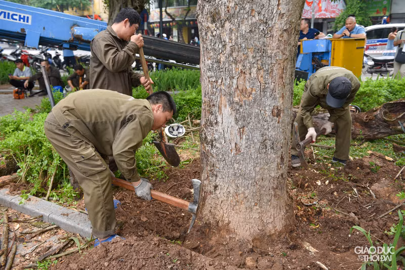 Chặt hạ 3 cây sưa đỏ chết khô ven hồ Gươm