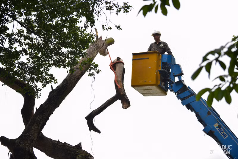 Chặt hạ 3 cây sưa đỏ chết khô ven hồ Gươm