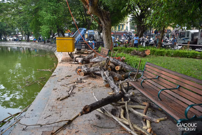 Chặt hạ 3 cây sưa đỏ chết khô ven hồ Gươm