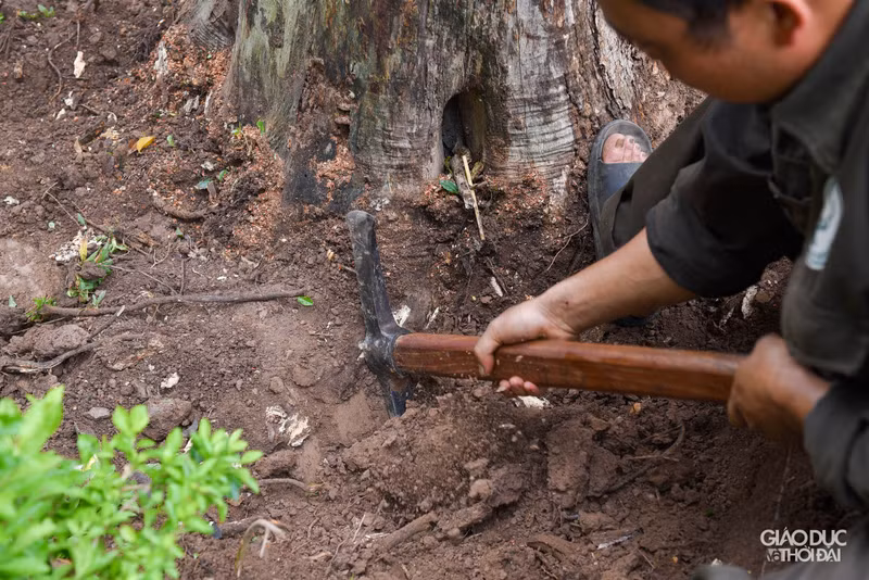 Chặt hạ 3 cây sưa đỏ chết khô ven hồ Gươm