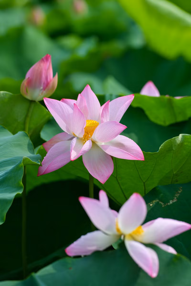 Ngắm đầm sen lâu năm bung nở giữa lòng Hà Nội