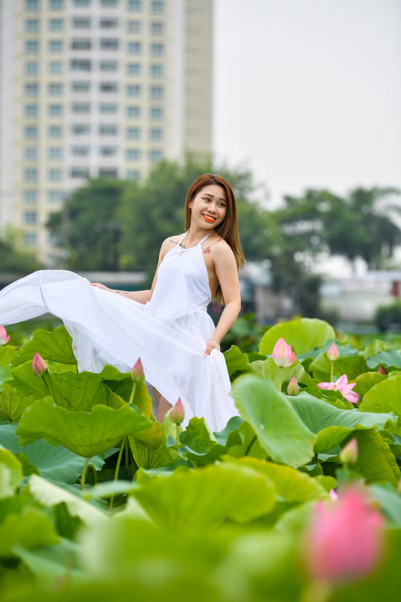 Ngắm đầm sen lâu năm bung nở giữa lòng Hà Nội