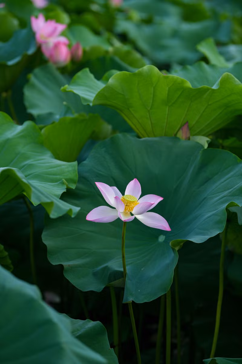 Ngắm đầm sen lâu năm bung nở giữa lòng Hà Nội