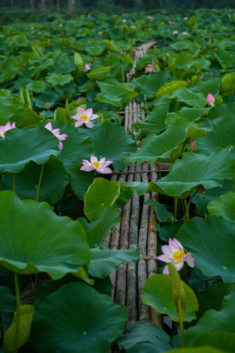 Ngắm đầm sen lâu năm bung nở giữa lòng Hà Nội