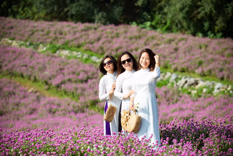 Đẹp ngỡ ngàng cánh đồng hoa bách nhật nở rộ như trời Âu giữa lòng Hà Nội