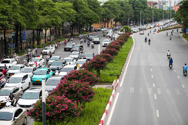 Ngắm hoa tường vi cánh mỏng tại con đường đẹp nhất Thủ đô