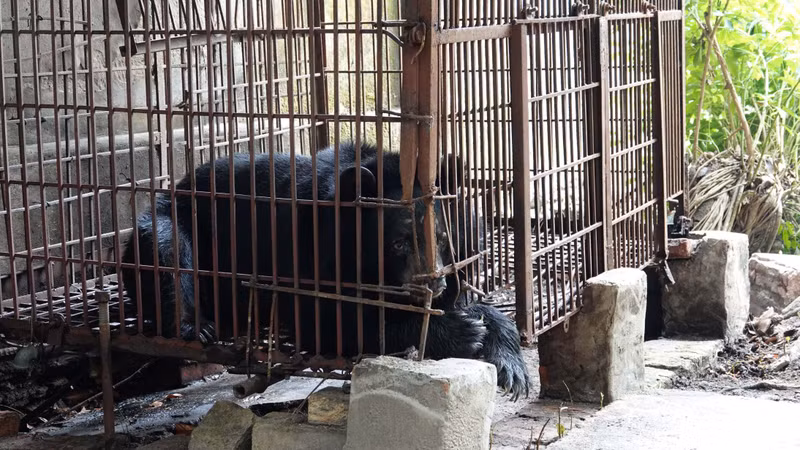 Cứu hộ cá thể gấu cuối cùng của tỉnh Hải Dương