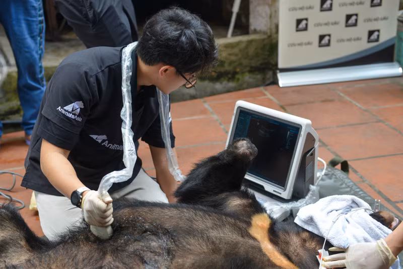 Giải cứu cá thể gấu ngựa bị nuôi nhốt hơn 20 năm tại Hà Nội