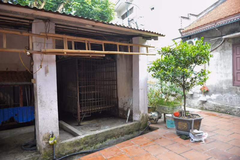 Giải cứu cá thể gấu ngựa bị nuôi nhốt hơn 20 năm tại Hà Nội