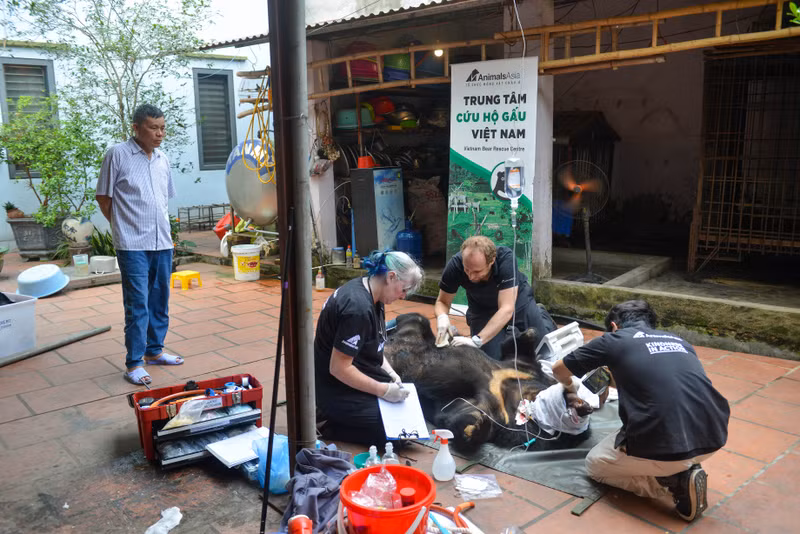 Giải cứu cá thể gấu ngựa bị nuôi nhốt hơn 20 năm tại Hà Nội