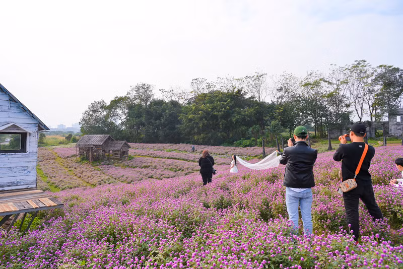 Đẹp ngỡ ngàng cánh đồng hoa bách nhật nở rộ như trời Âu giữa lòng Hà Nội