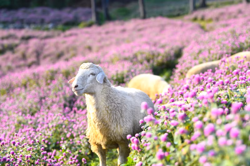 Đẹp ngỡ ngàng cánh đồng hoa bách nhật nở rộ như trời Âu giữa lòng Hà Nội